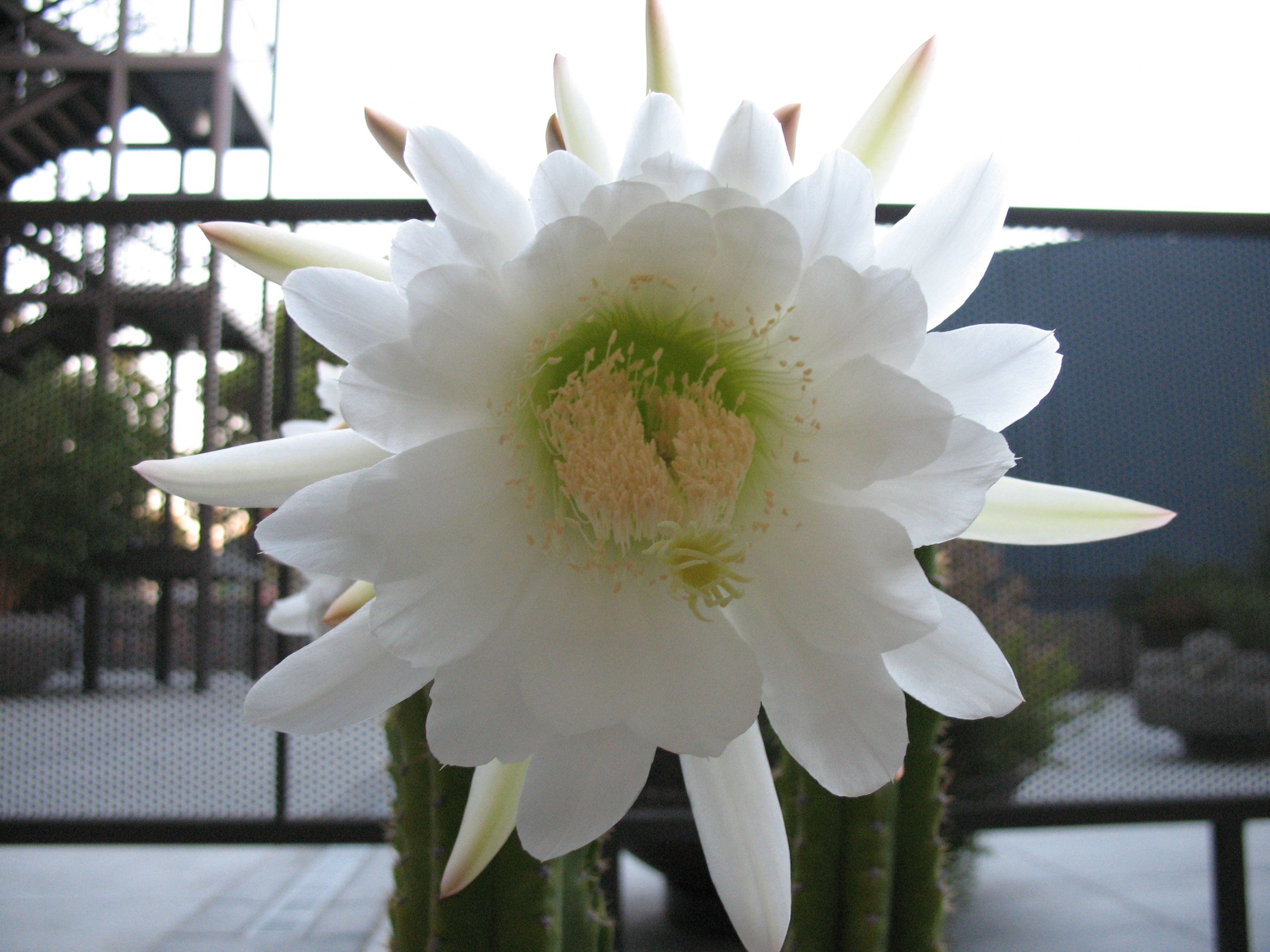 A white San Pedro cactus flower, open, in front of a metal fence